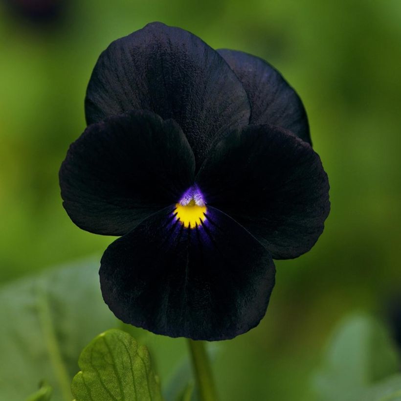 Tarhasarviorvokki F1 Sorbet Black Delight (Kukinta)