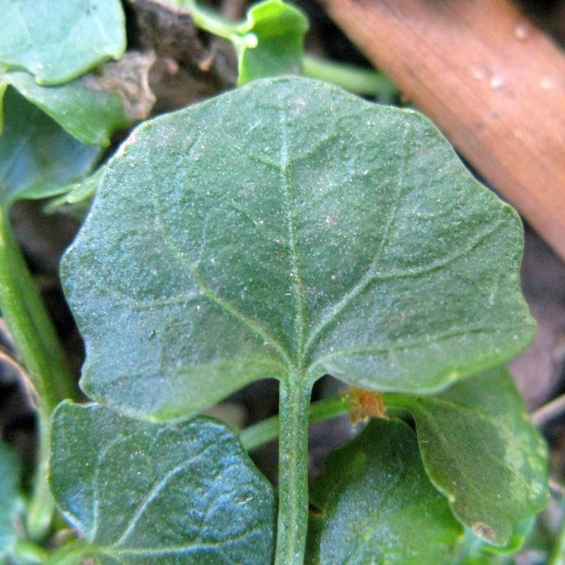 Riippaorvokki - Viola hederacea (Lehvistö)