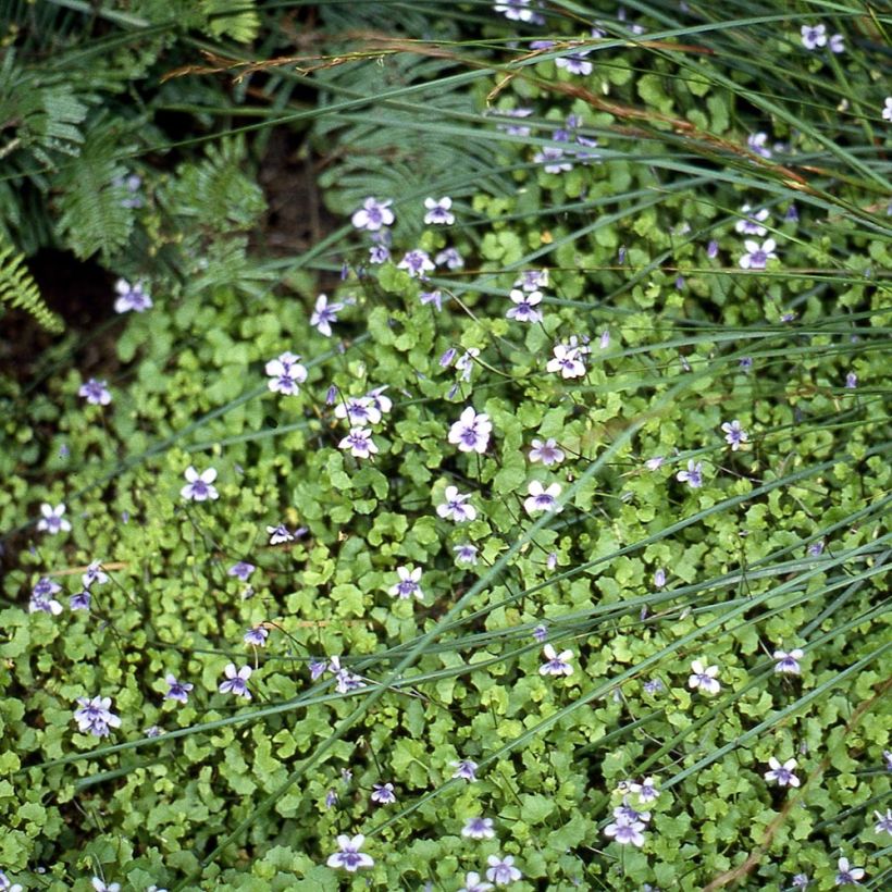 Riippaorvokki - Viola hederacea (Kasvutapa)