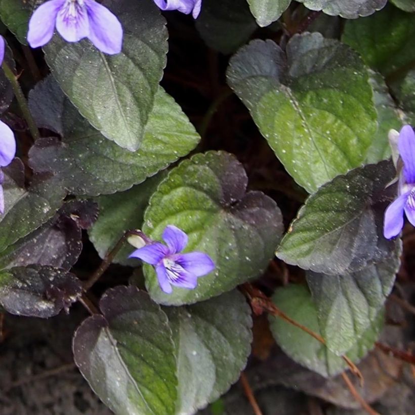 Purppurametsäorvokki - Viola riviniana var. purpurea (Lehvistö)