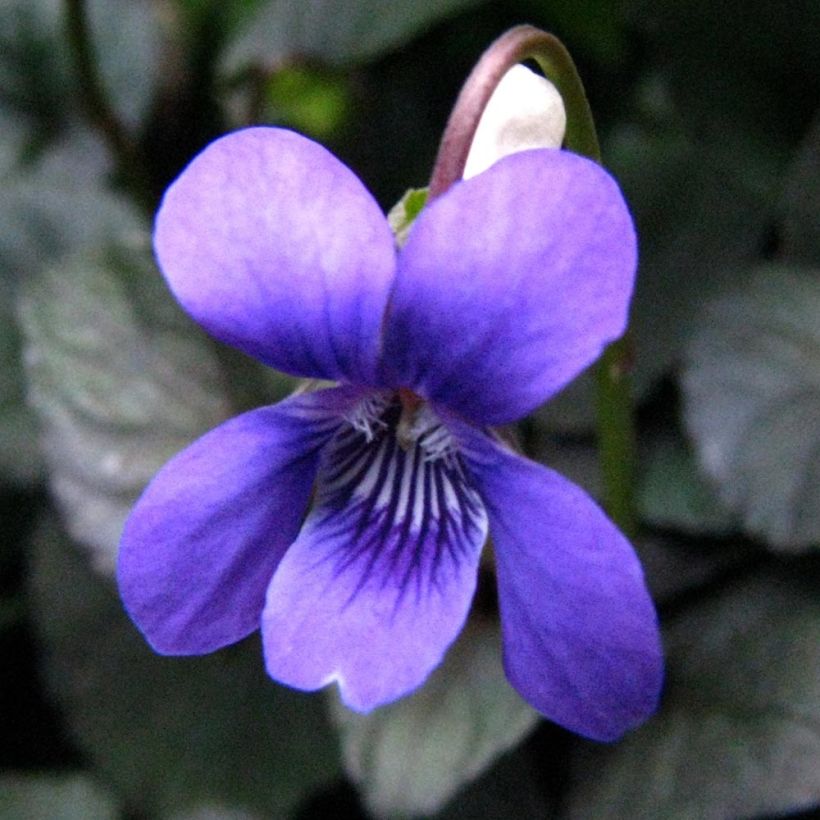 Purppurametsäorvokki - Viola riviniana var. purpurea (Kukinta)