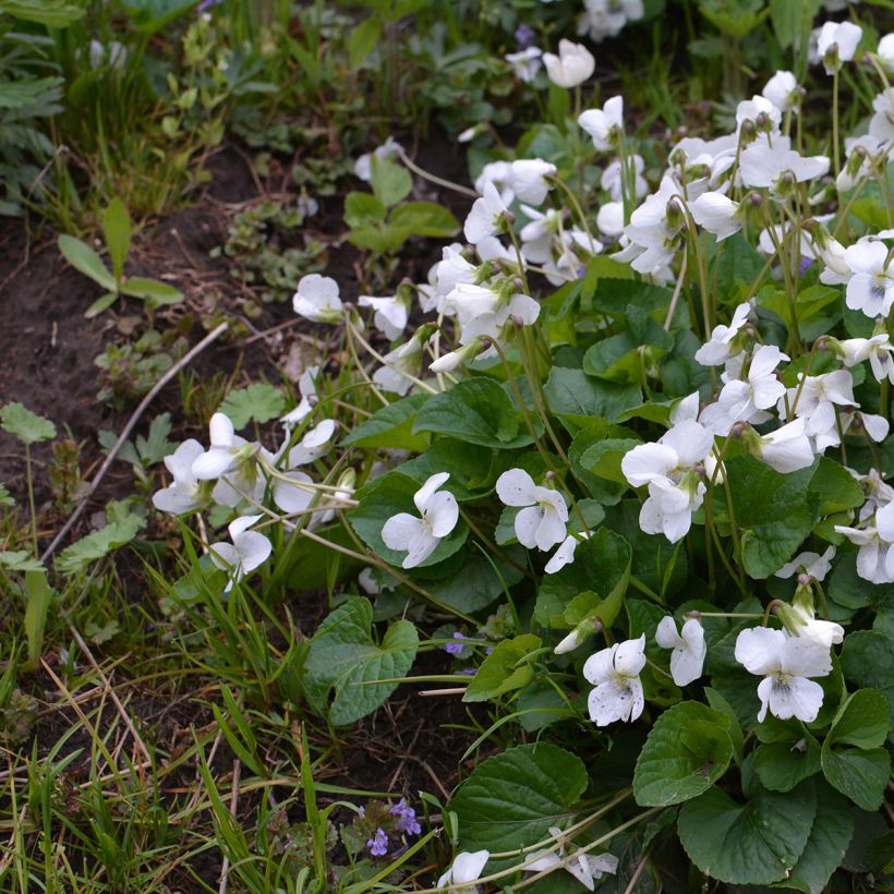 Tuoksuorvokki Alba (Kasvutapa)