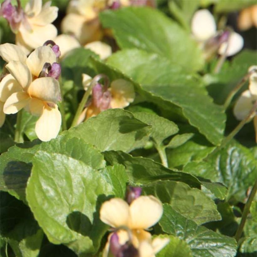 Tuoksuorvokki Vanilla (Lehvistö)