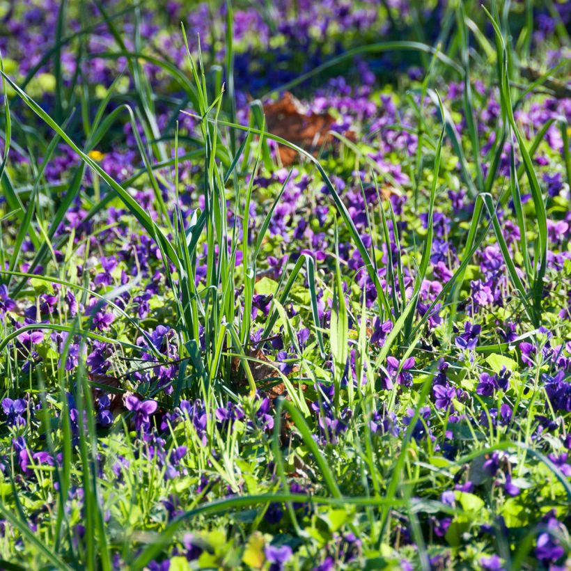 Tuoksuorvokki - Viola odorata (Kasvutapa)