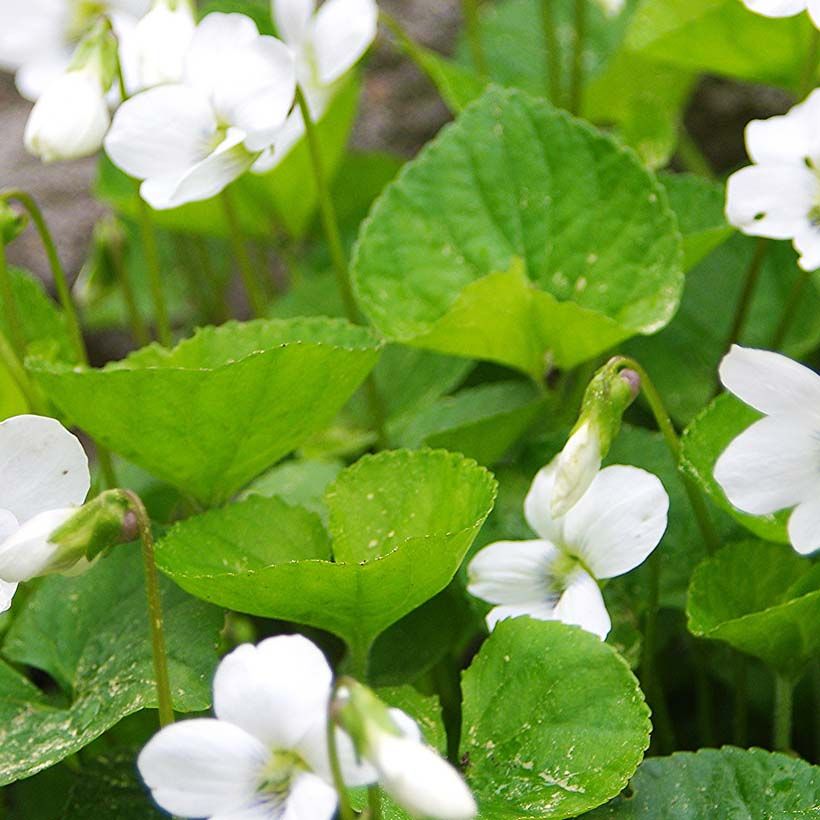 Perhosorvokki Albiflora (Lehvistö)