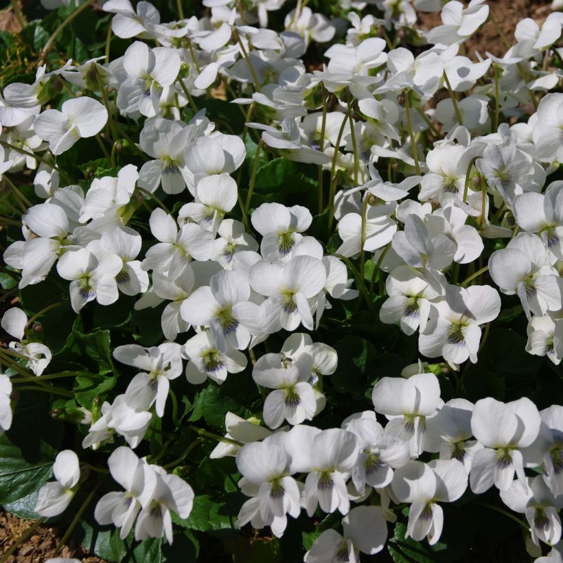 Perhosorvokki Albiflora (Kukinta)