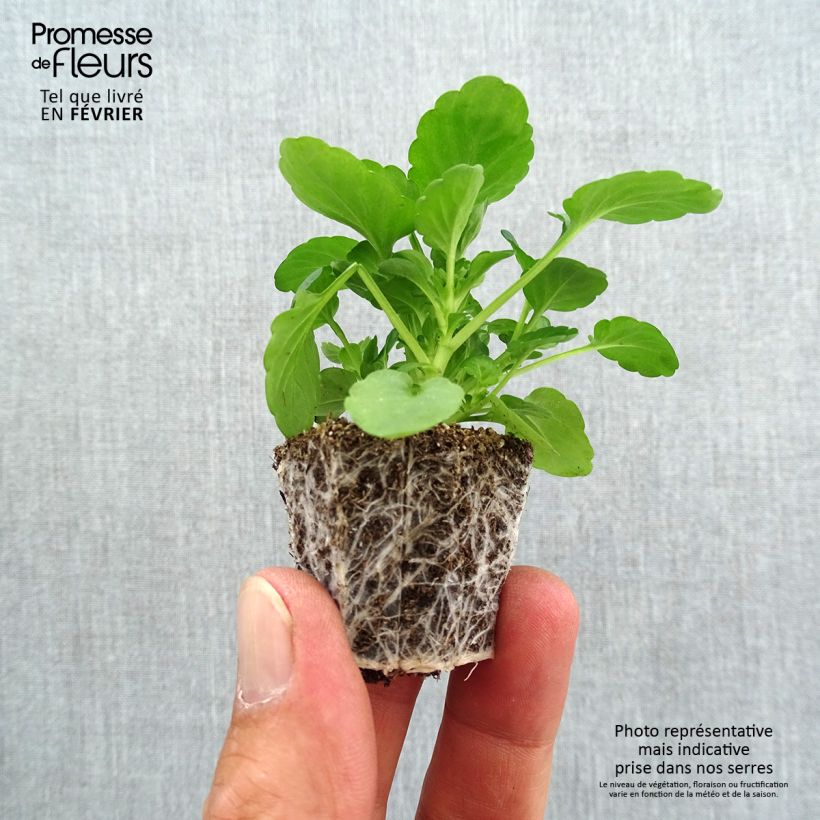 Esimerkki syksyllä toimitetusta Tarhasarviorvokki F1 Sorbet Black Delight Minipaakku: 2,2 cm x 2 cm paakku 35 lokeron kasvatusalustalla-taimesta