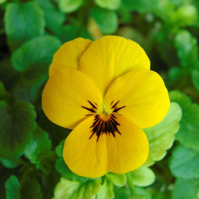 Tarhasarviorvokki Sorbet XP Yellow Blotch (Kukinta)
