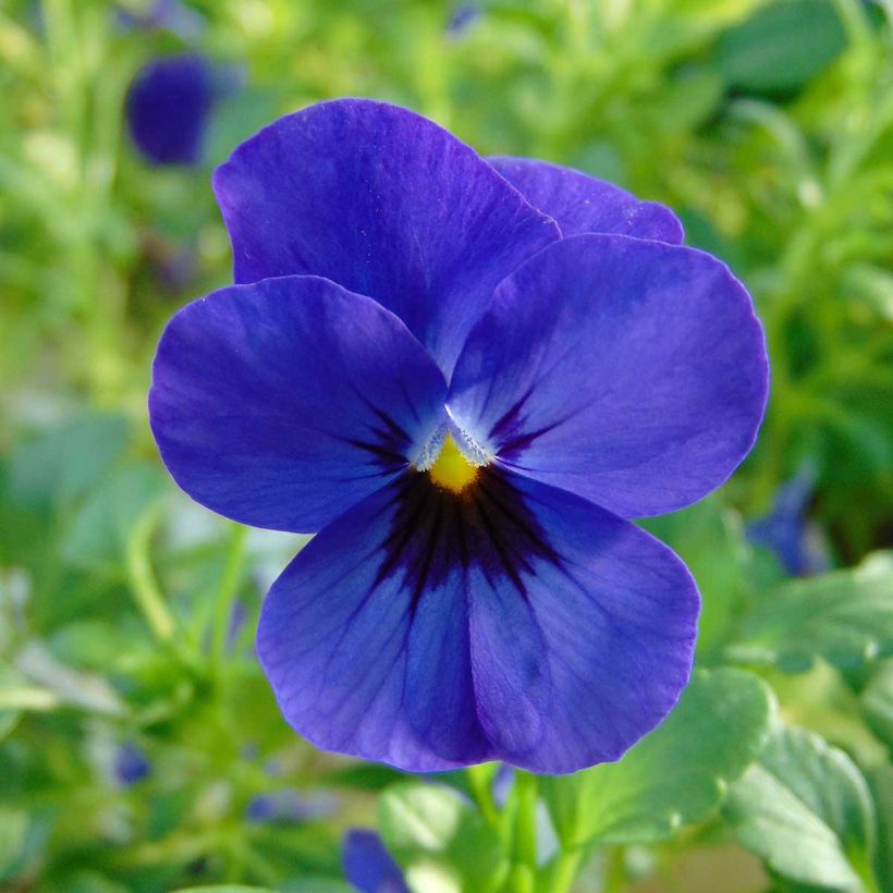 Tarhasarviorvokki Sorbet Xp F1 Blue Blotch (Kukinta)