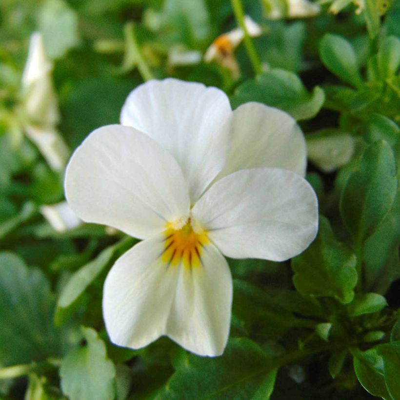 Tarhasarviorvokki Sorbet Xp F1 White (Kukinta)