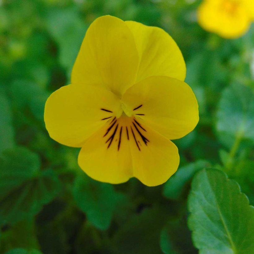 Tarhasarviorvokki Xp Sorbet F1 Yellow (Kukinta)