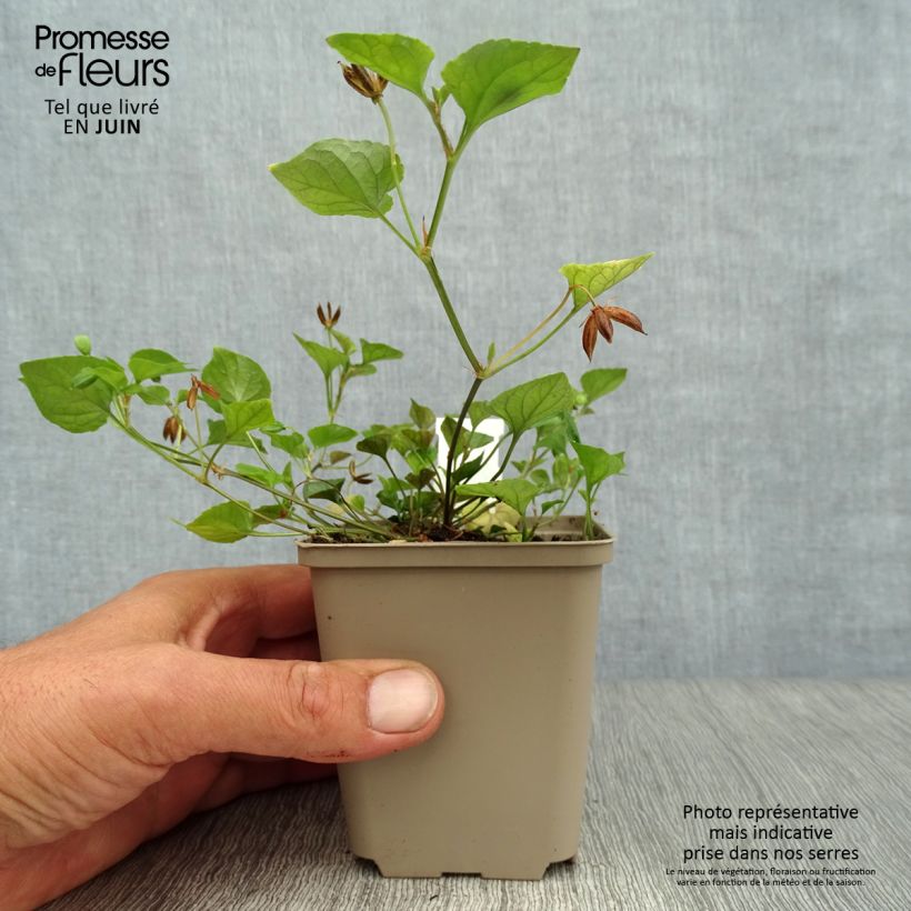 Esimerkki kesällä toimitetusta Pyökkiorvokki - Viola reichenbachiana 8/9 cm taimiruukku-taimesta