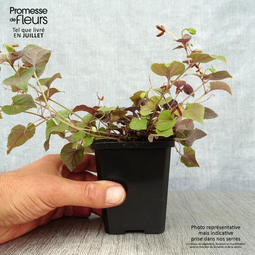 Esimerkki kesällä toimitetusta Purppurametsäorvokki - Viola riviniana var. purpurea 8/9 cm taimiruukku-taimesta
