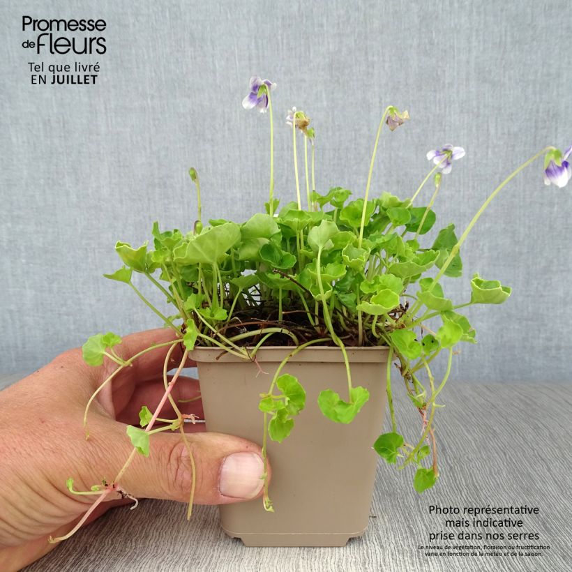 Esimerkki kesällä toimitetusta Riippaorvokki - Viola hederacea 8/9 cm taimiruukku-taimesta
