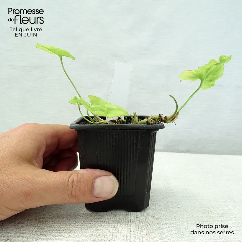 Esimerkki kesällä toimitetusta Tuoksuorvokki Mrs Pinehurst 8/9 cm taimiruukku-taimesta