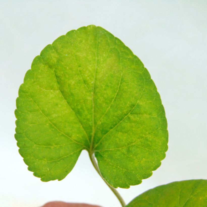 Tuoksuorvokki - Viola odorata (Lehvistö)