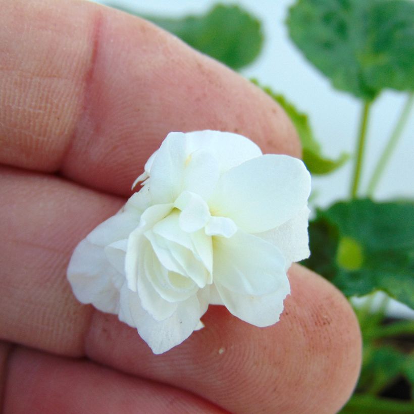 Tuoksuorvokki Reine Des Blanches (Kukinta)