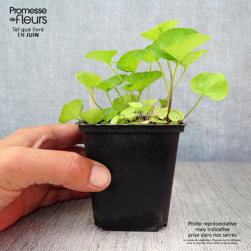Esimerkki kesällä toimitetusta Perhosorvokki Albiflora 8/9 cm taimiruukku-taimesta