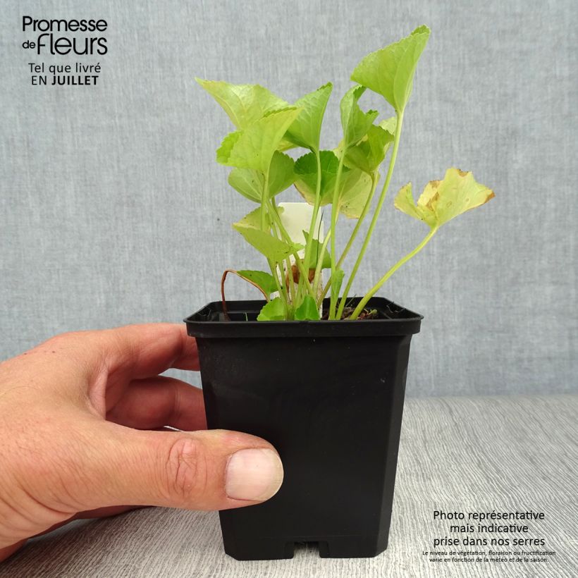 Esimerkki kesällä toimitetusta Perhosorvokki Freckles 8/9 cm taimiruukku-taimesta