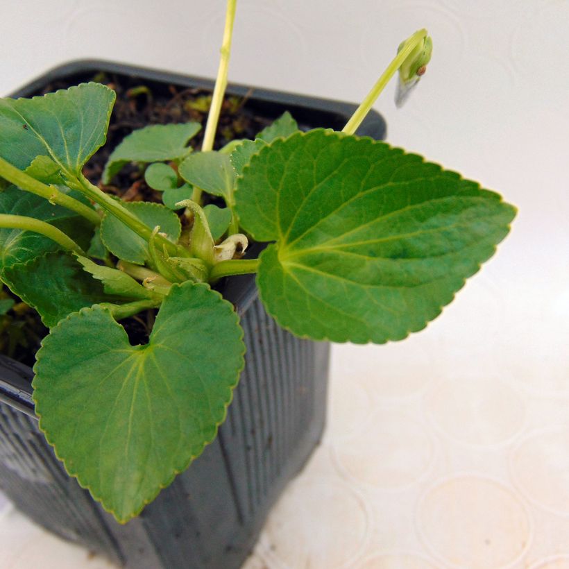 Perhosorvokki Priceana (Lehvistö)