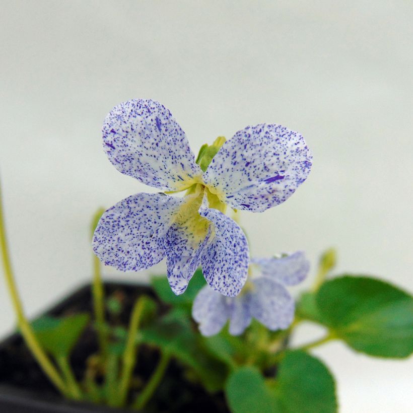 Perhosorvokki Priceana (Kukinta)