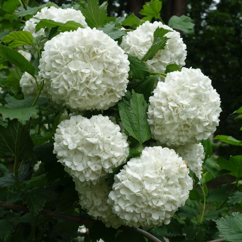 Koiranheisi Roseum (Kukinta)