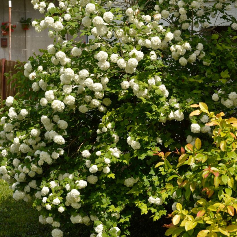 Koiranheisi Roseum (Kasvutapa)