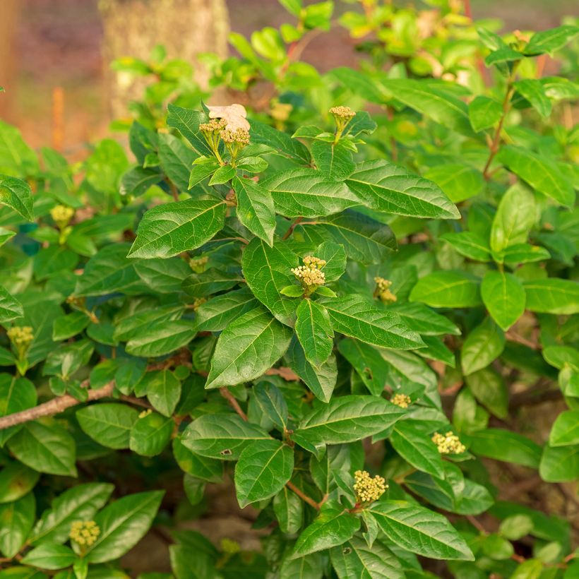 Laakeriheisi - Viburnum tinus (Lehvistö)