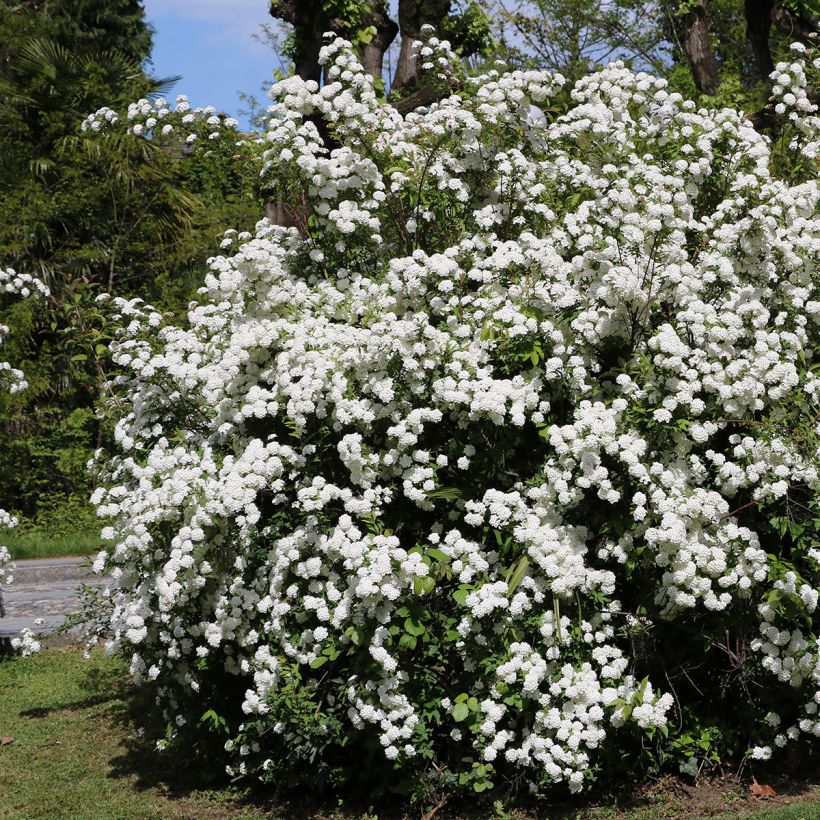 Laakeriheisi - Viburnum tinus (Kasvutapa)