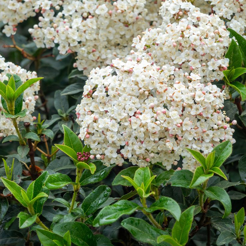 Laakeriheisi - Viburnum tinus (Kukinta)
