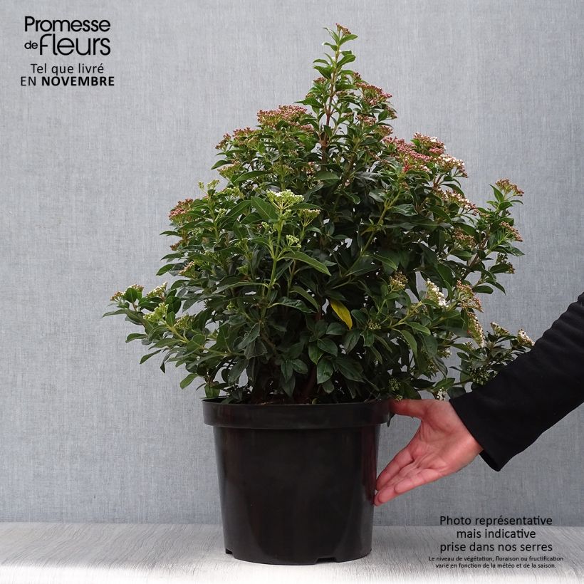 Esimerkki syksyllä toimitetusta Laakeriheisi - Viburnum tinus 7,5 litran / 10 litran ruukku-taimesta