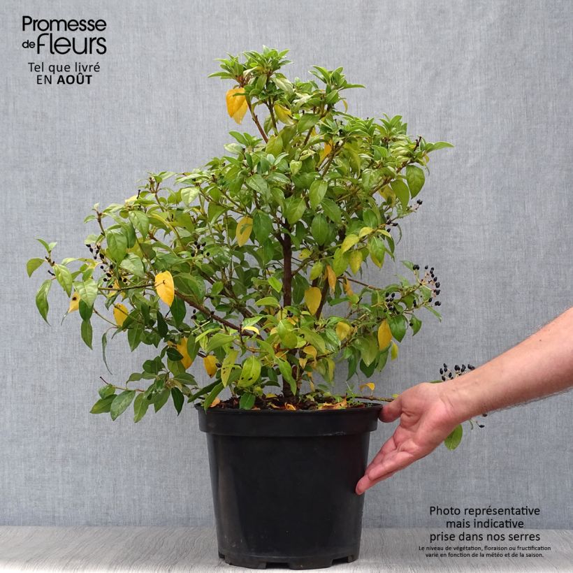 Esimerkki kesällä toimitetusta Laakeriheisi - Viburnum tinus Ruukku 7,5L / 10L-taimesta