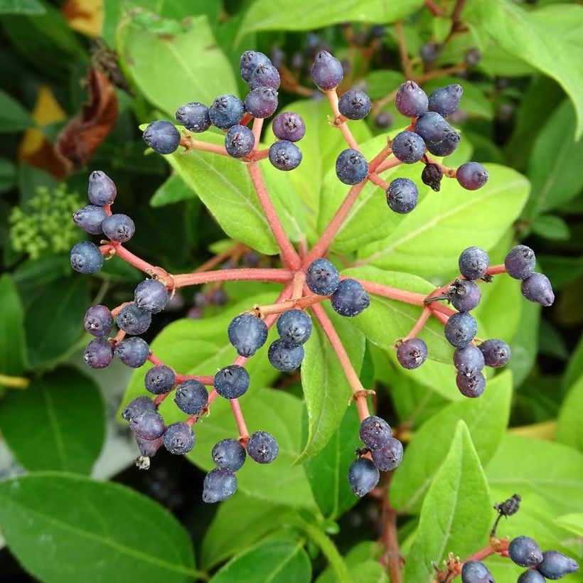 Laakeriheisi - Viburnum tinus (Sadonkorjuu)