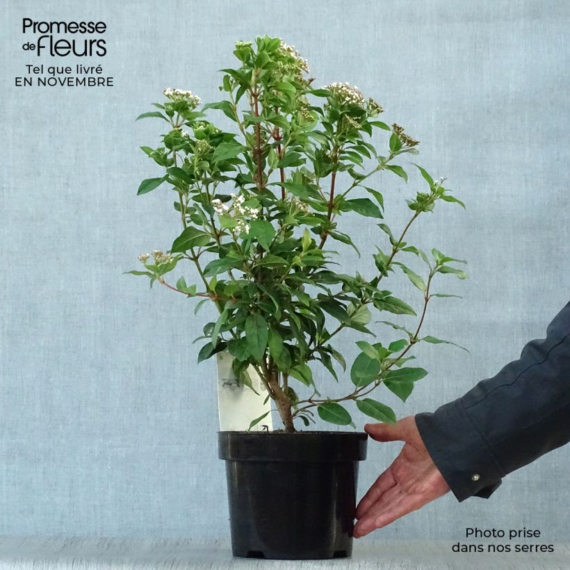 Esimerkki syksyllä toimitetusta Laakeriheisi - Viburnum tinus 2 litran/3 litran ruukku-taimesta
