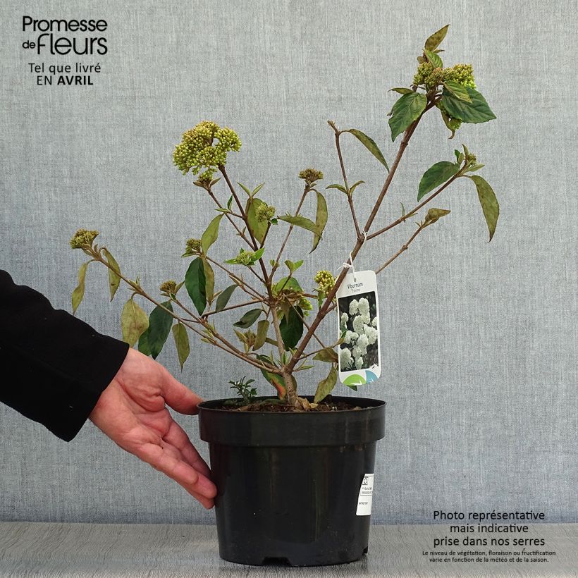 Esimerkki keväällä toimitetusta Heisi Eskimo Pot de 2L/3L-taimesta