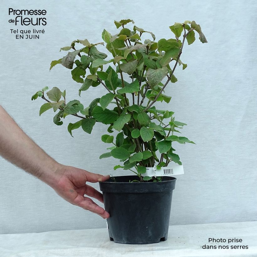 Esimerkki kesällä toimitetusta Tuoksuheisi Aurora Pot de 3L/4L-taimesta