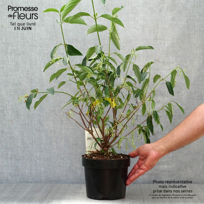 Esimerkki kesällä toimitetusta Heisi Winton Pot de 3L/4L-taimesta