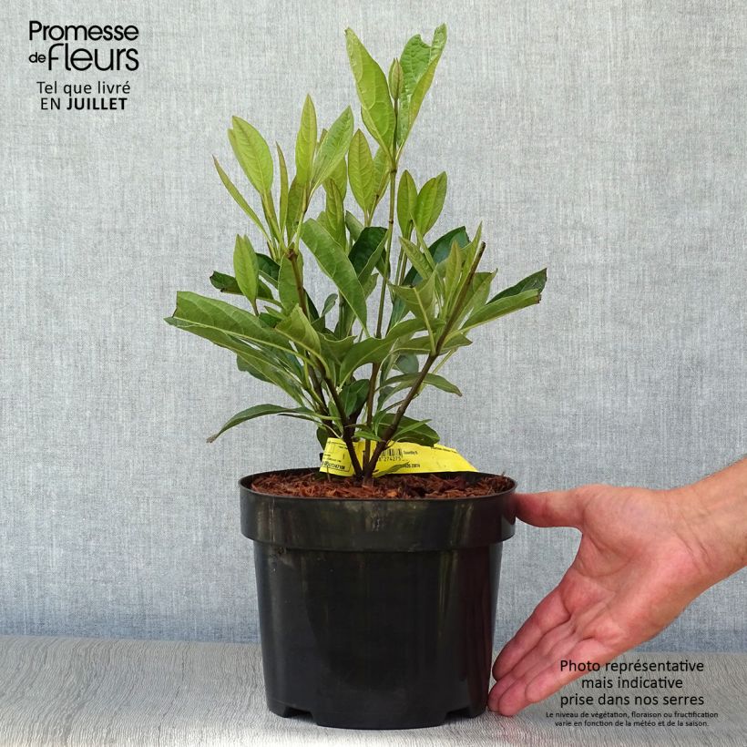 Esimerkki kesällä toimitetusta Siloheisi Pink Beauty Pot de 3L/4L-taimesta