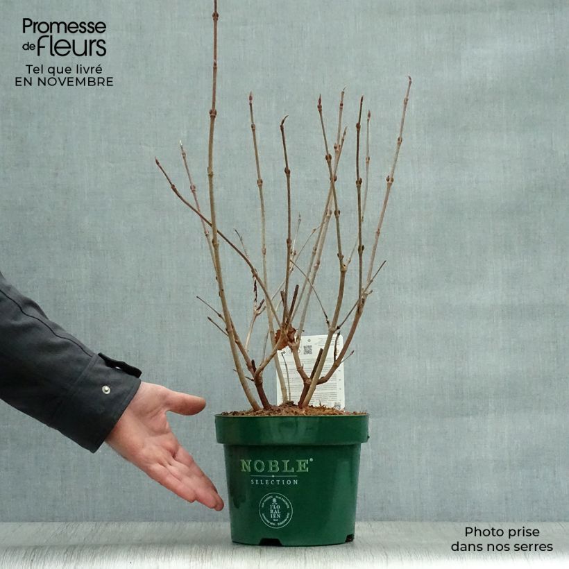 Esimerkki syksyllä toimitetusta Lumipalloangervo Grandiflorum Noble 2 litran/3 litran ruukku-taimesta