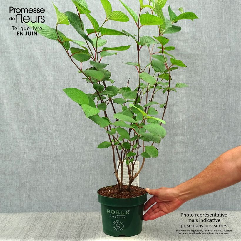 Esimerkki kesällä toimitetusta Lumipalloangervo Grandiflorum Noble Ruukku 2L / 3L-taimesta