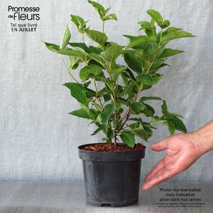 Esimerkki kesällä toimitetusta Lumipalloangervo Lanarth Pot de 2L/3L-taimesta