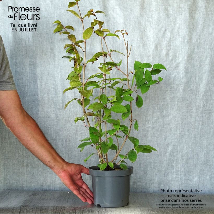 Esimerkki kesällä toimitetusta Lumipalloangervo Pink Beauty Pot de 2L/3L-taimesta