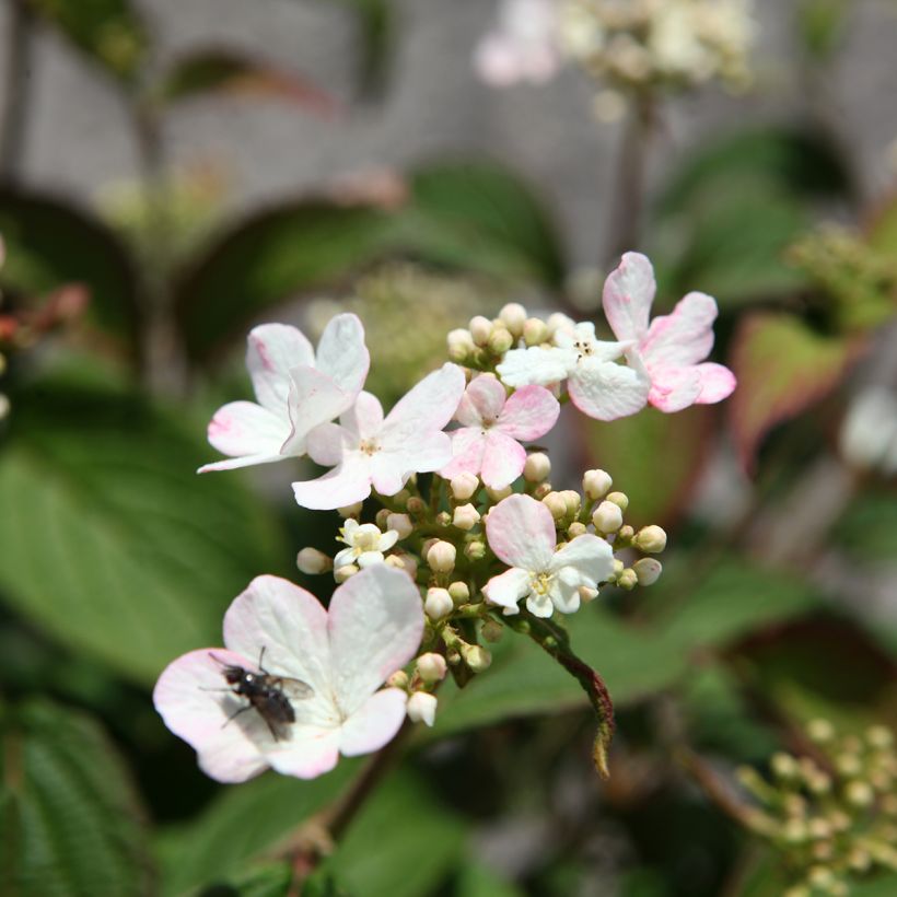 Lumipalloangervo Pinkawai (Kukinta)