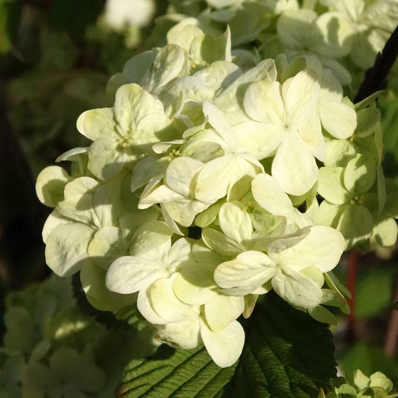 Lumipalloangervo Popcorn (Kukinta)