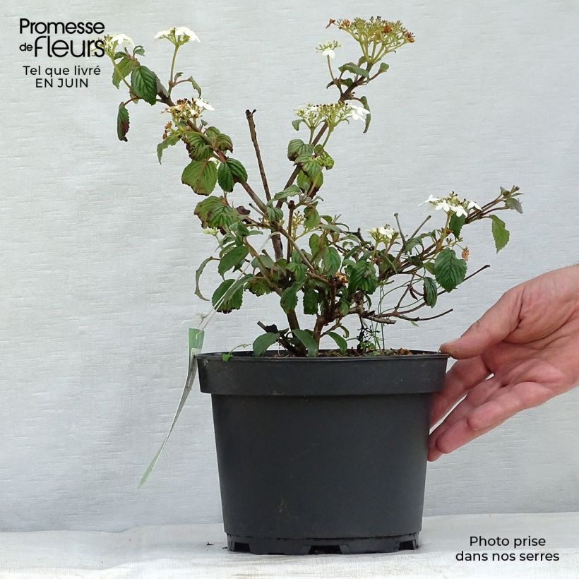 Esimerkki kesällä toimitetusta Lumipalloangervo Summer Snow Flake Pot de 2L/3L-taimesta