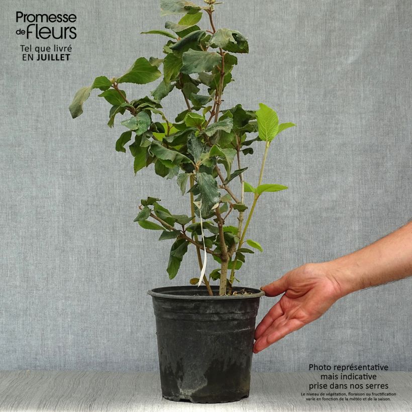 Esimerkki kesällä toimitetusta Bollolvon - Viburnum x carlcephalum Ruukku 3L / 4L-taimesta