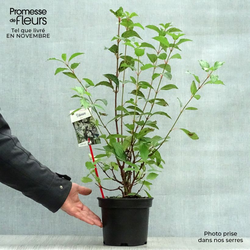 Esimerkki syksyllä toimitetusta Keisarinheisi - Viburnum farreri 2 litran/3 litran ruukku-taimesta