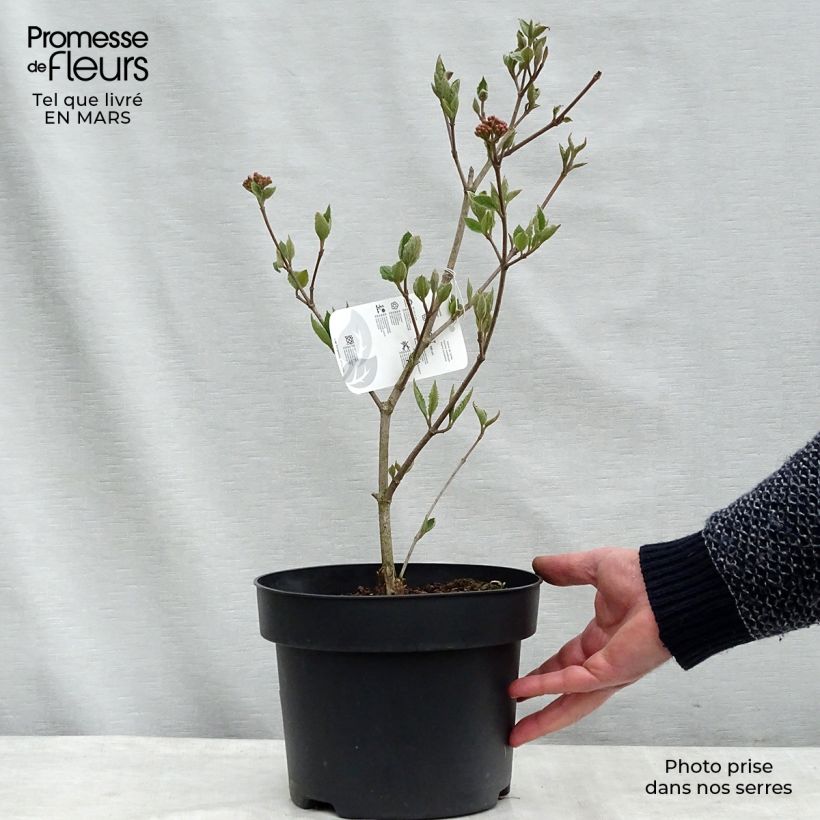 Esimerkki talvella toimitetusta Tuoksuheisi Caprifoliaceae 4 litran/5 litran ruukku-taimesta