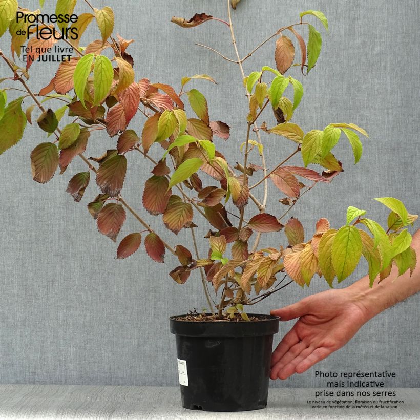 Esimerkki kesällä toimitetusta Lumipalloangervo Mariesii Pot de 3L/4L-taimesta