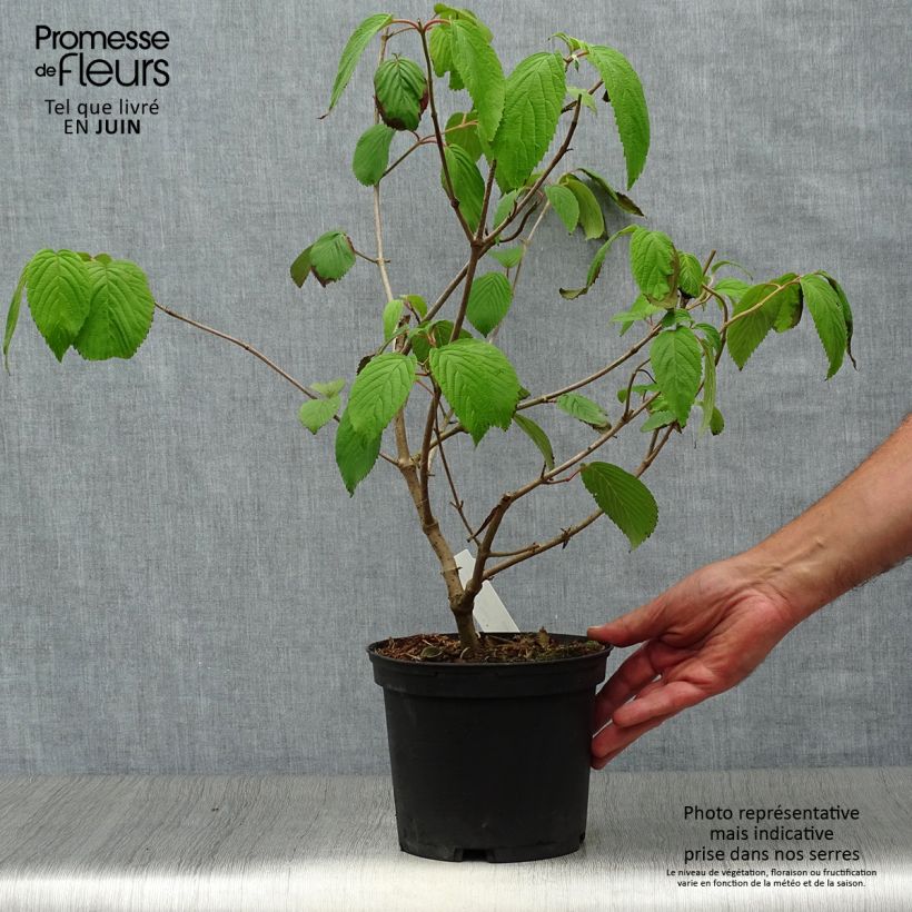 Esimerkki kesällä toimitetusta Poimuheisi Shasta Pot de 3L/4L-taimesta